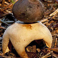 Geastrum quadrifidum