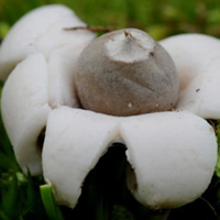 Geastrum saccatum