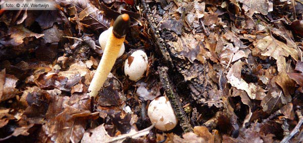 Dog stinkhorn