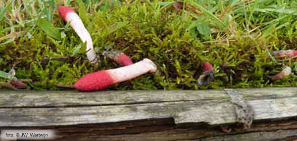 Rosy stinkhorn