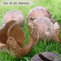 Lederster (Mycenastrum corium [Guers. ex DC. & Lam.] Desv. ()
