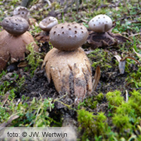 Peperbus (Myriostoma coliforme [With.: Pers.] Corda)