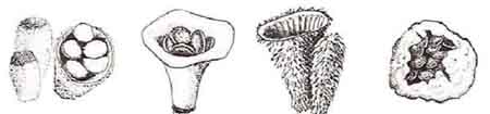 Draweing: Bird's nests, 