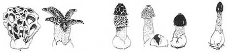 Drawing: Stinkhorns