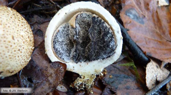 Gele aardappelbovist