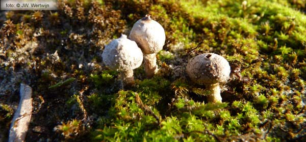 Stalkballs (Tulostoma)