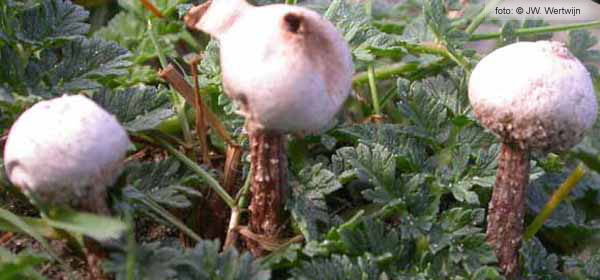 Stalkballs (Tulostoma)